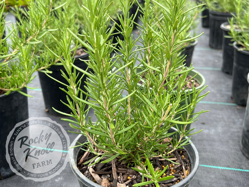 Tuscan Blue Rosemary plant from Rocky Knoll Farm