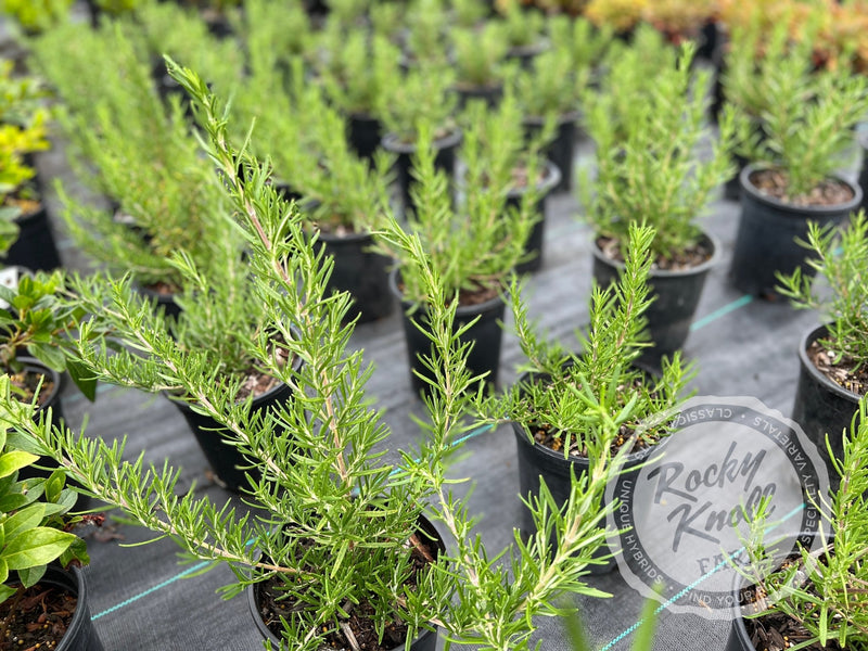 Tuscan Blue Rosemary plant from Rocky Knoll Farm