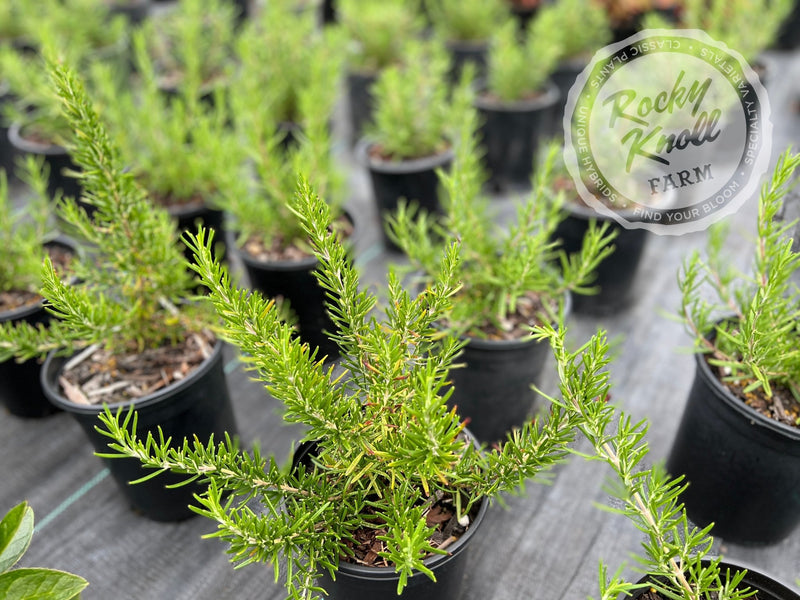 Tuscan Blue Rosemary plant from Rocky Knoll Farm