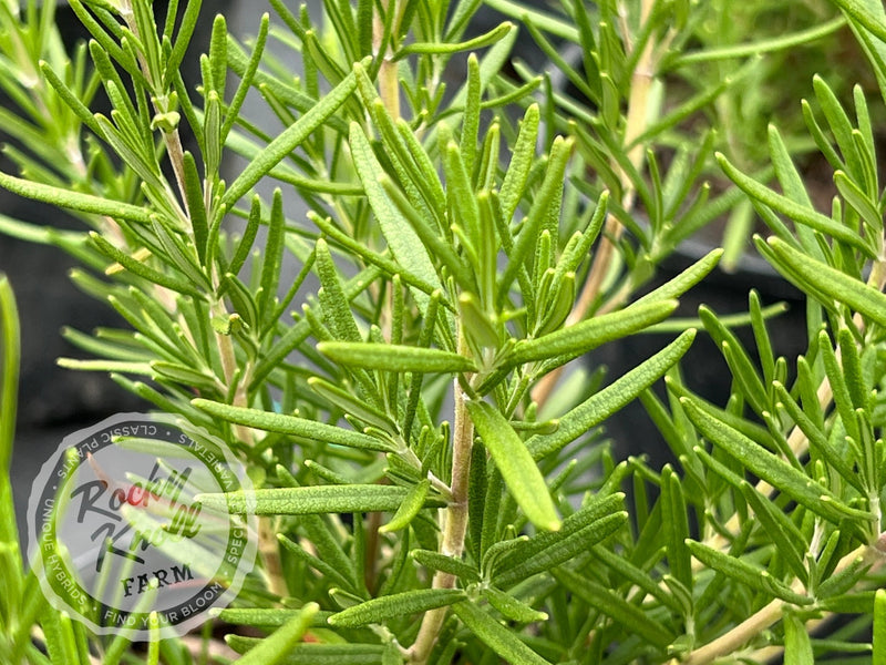 Tuscan Blue Rosemary plant from Rocky Knoll Farm