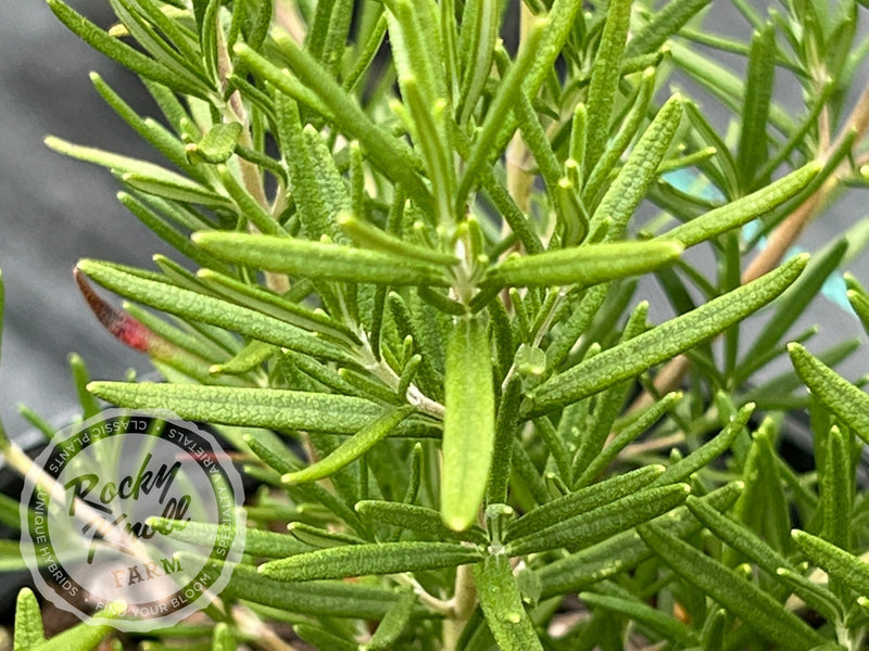 Tuscan Blue Rosemary plant from Rocky Knoll Farm
