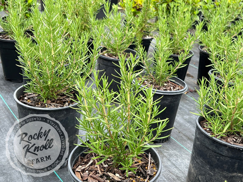 Tuscan Blue Rosemary plant from Rocky Knoll Farm