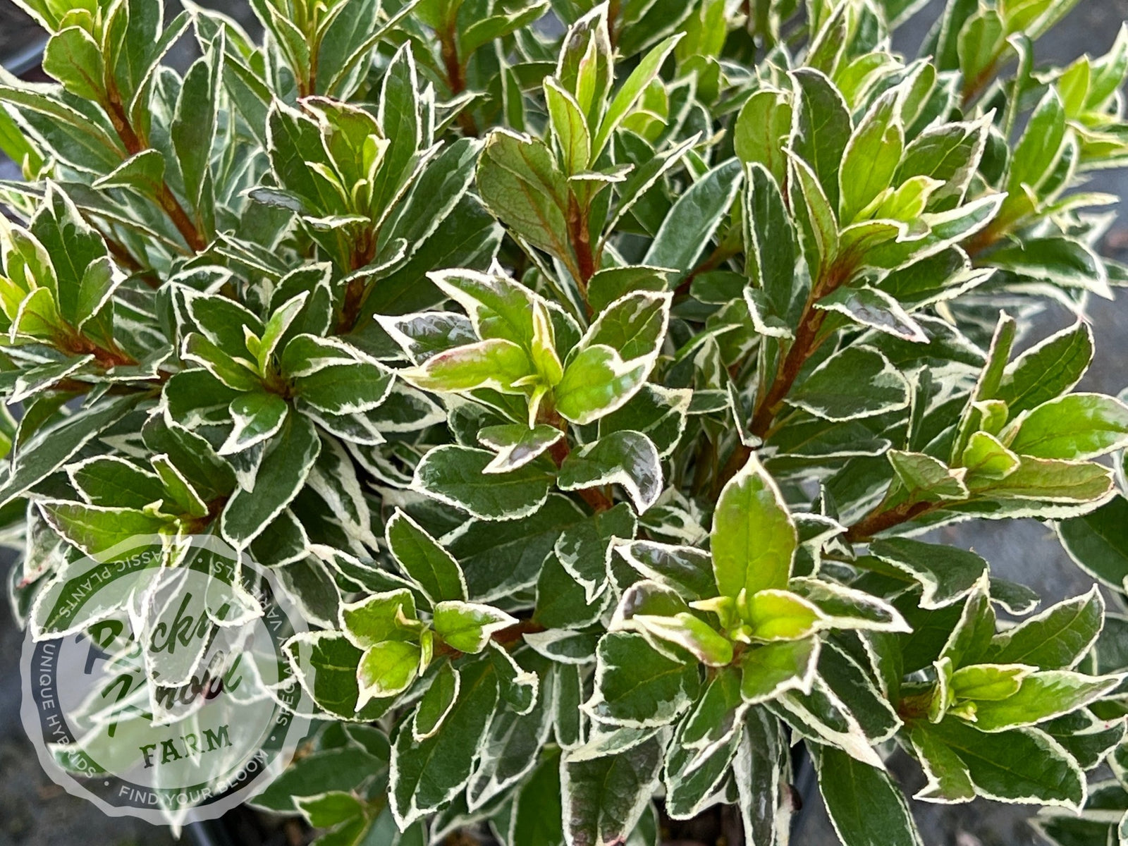 Silver Sword azalea - Rocky Knoll Farm