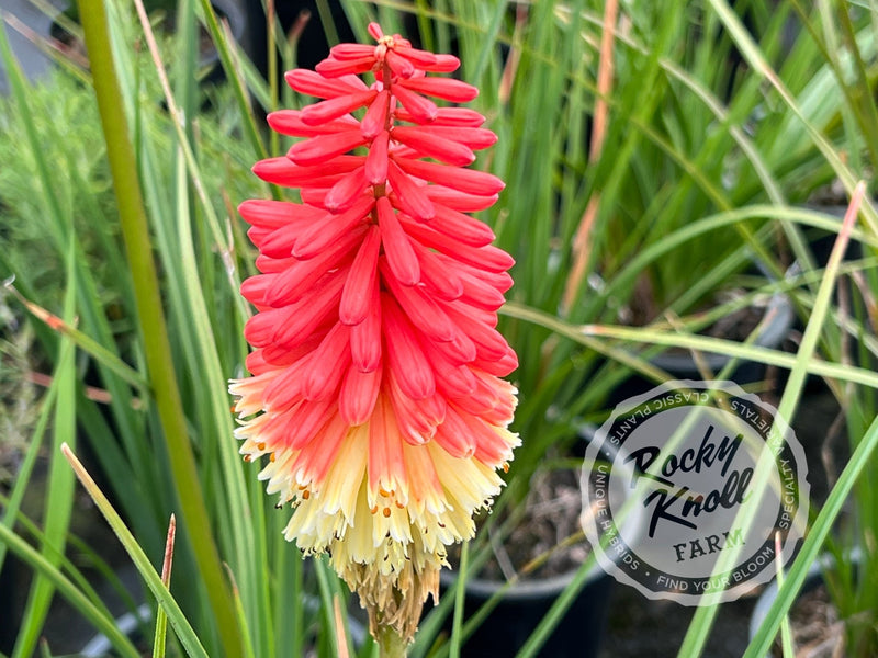 Kniphofia Flamenco mixture plant from Rocky Knoll Farm