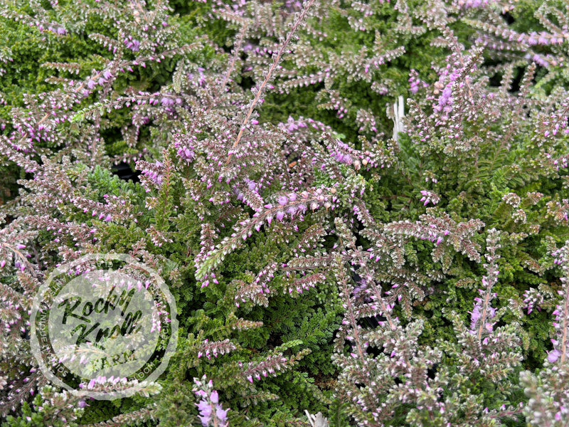 Calluna Mrs. Ronald Gray plant from Rocky Knoll Farm