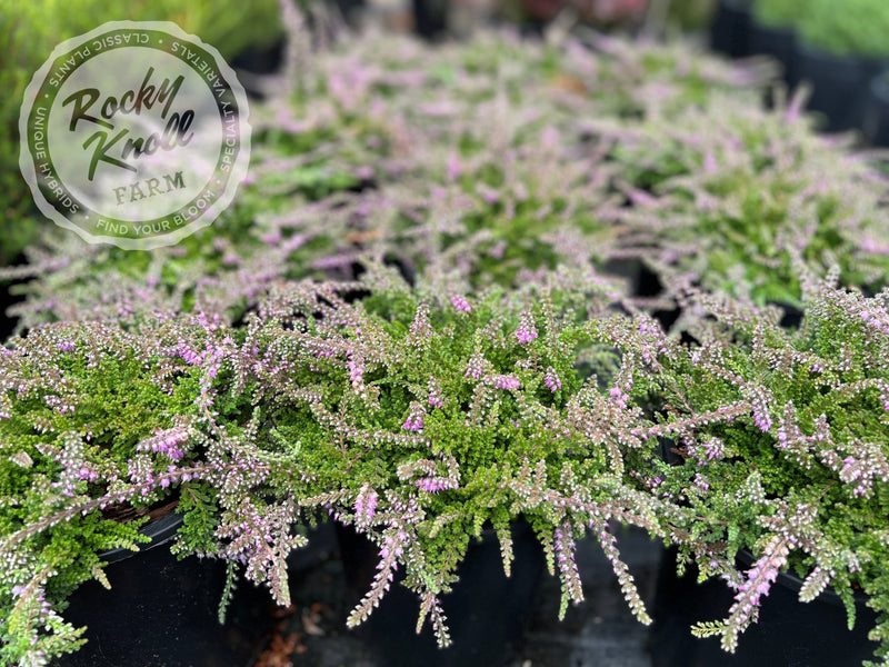 Calluna Mrs. Ronald Gray plant from Rocky Knoll Farm