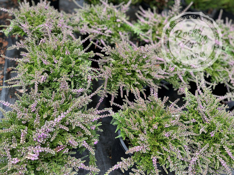 Calluna Mrs. Ronald Gray plant from Rocky Knoll Farm