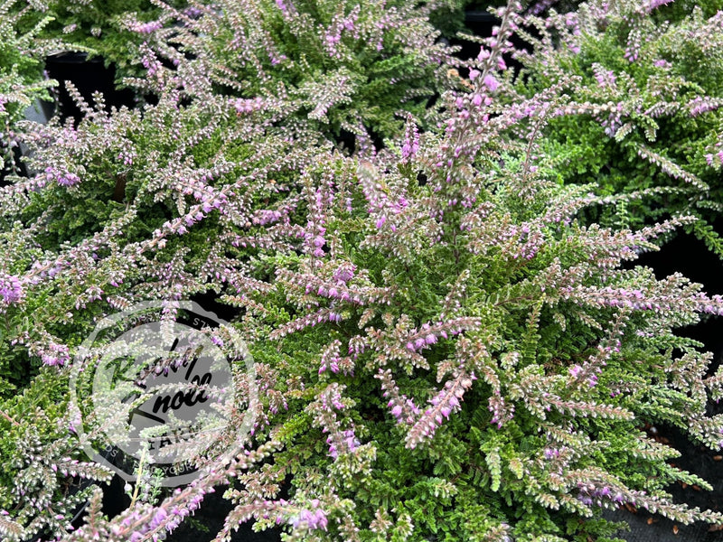 Calluna Mrs. Ronald Gray plant from Rocky Knoll Farm