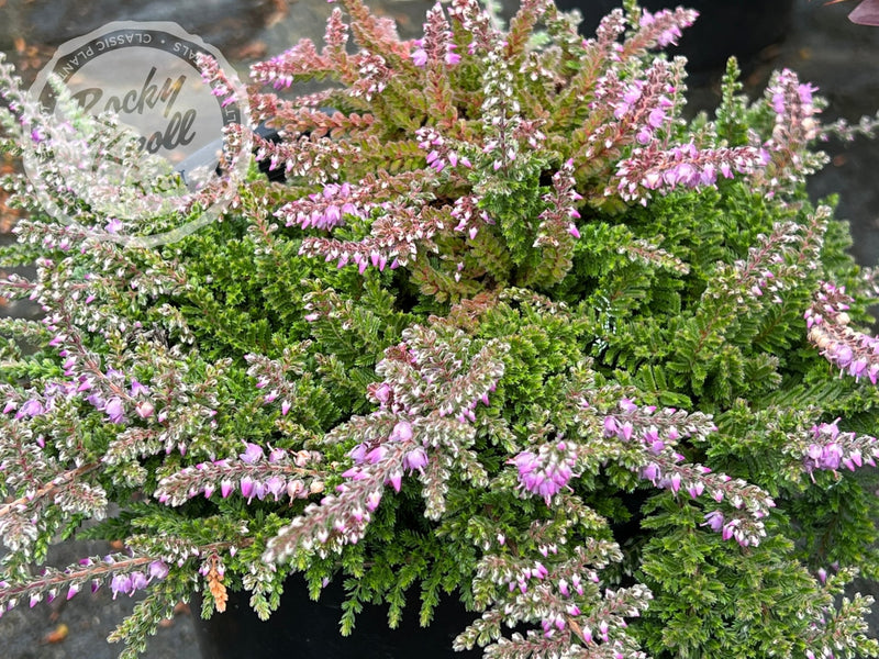 Calluna Mrs. Ronald Gray plant from Rocky Knoll Farm