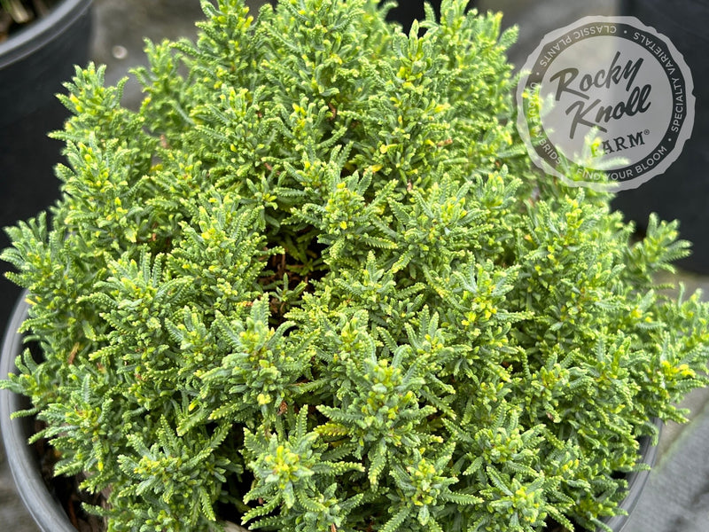 Santolina chamaecyparissus 'Small-Ness' (Little Ness) plant from Rocky Knoll Farm