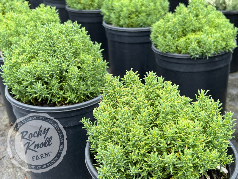 Santolina chamaecyparissus 'Small-Ness' (Little Ness) plant from Rocky Knoll Farm