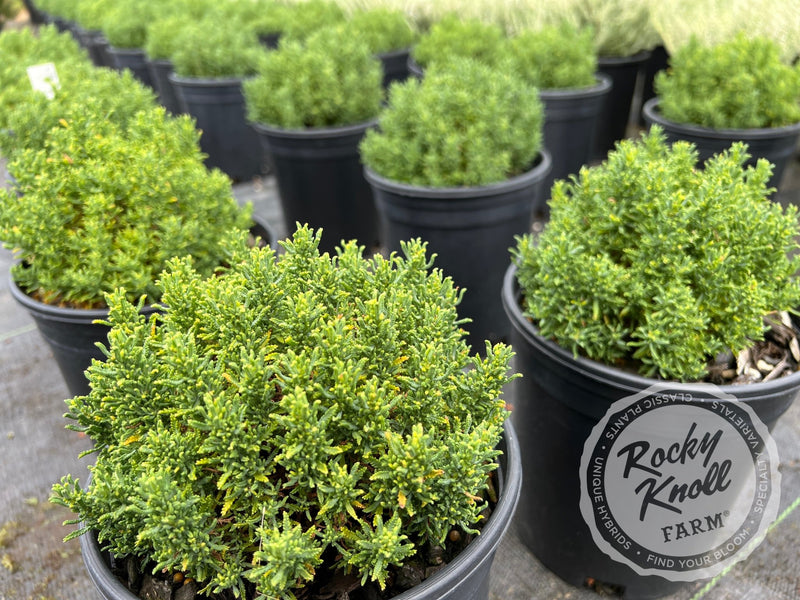 Santolina chamaecyparissus 'Small-Ness' (Little Ness) plant from Rocky Knoll Farm
