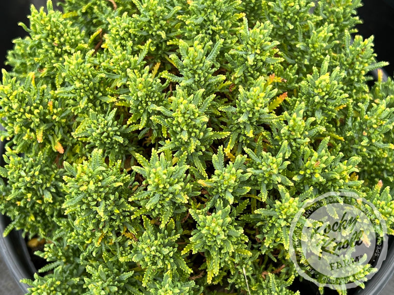 Santolina chamaecyparissus 'Small-Ness' (Little Ness) plant from Rocky Knoll Farm