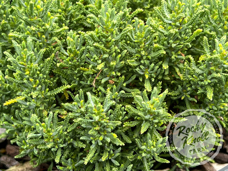 Santolina chamaecyparissus 'Small-Ness' (Little Ness) plant from Rocky Knoll Farm