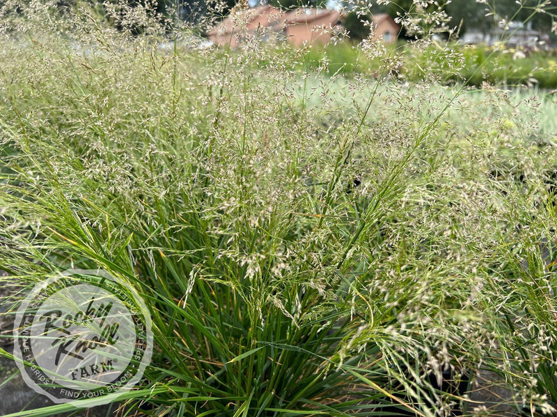Deschampsia cespitosa ‘Goldtau’ (Gold Dew) plant from Rocky Knoll Farm