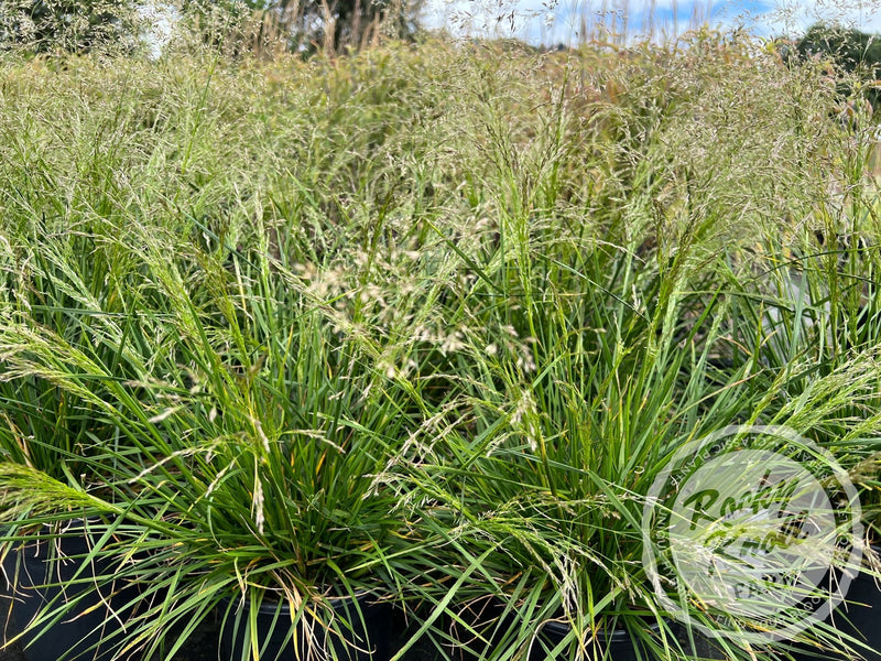 Deschampsia cespitosa ‘Goldtau’ (Gold Dew) plant from Rocky Knoll Farm