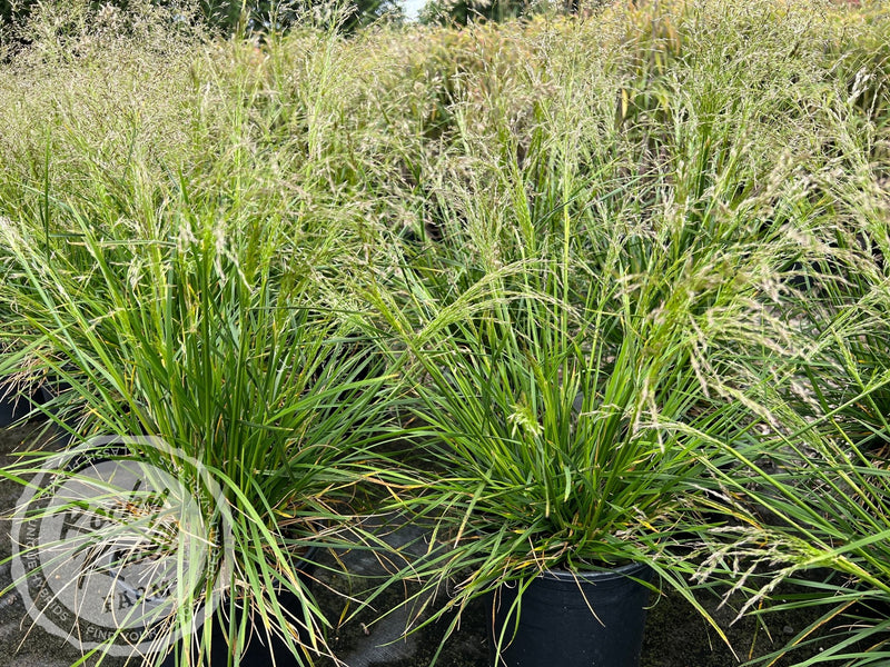 Deschampsia cespitosa ‘Goldtau’ (Gold Dew) plant from Rocky Knoll Farm