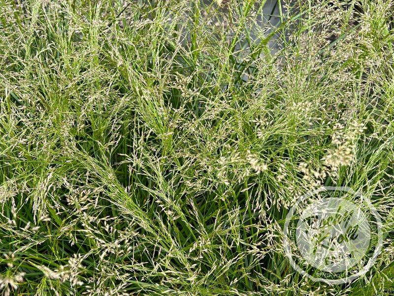 Deschampsia cespitosa ‘Goldtau’ (Gold Dew) plant from Rocky Knoll Farm