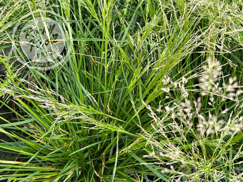 Deschampsia cespitosa ‘Goldtau’ (Gold Dew) plant from Rocky Knoll Farm