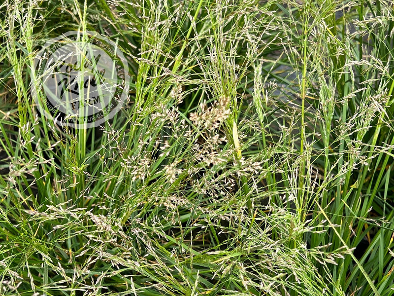 Deschampsia cespitosa ‘Goldtau’ (Gold Dew) plant from Rocky Knoll Farm