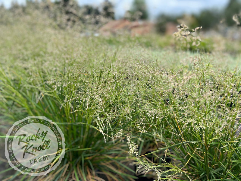 Deschampsia cespitosa ‘Goldtau’ (Gold Dew) plant from Rocky Knoll Farm