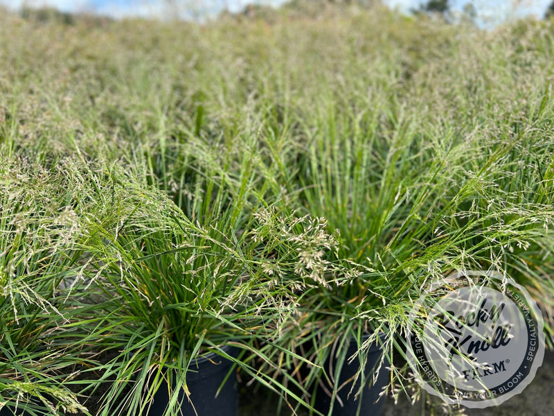 Deschampsia cespitosa ‘Goldtau’ (Gold Dew) plant from Rocky Knoll Farm