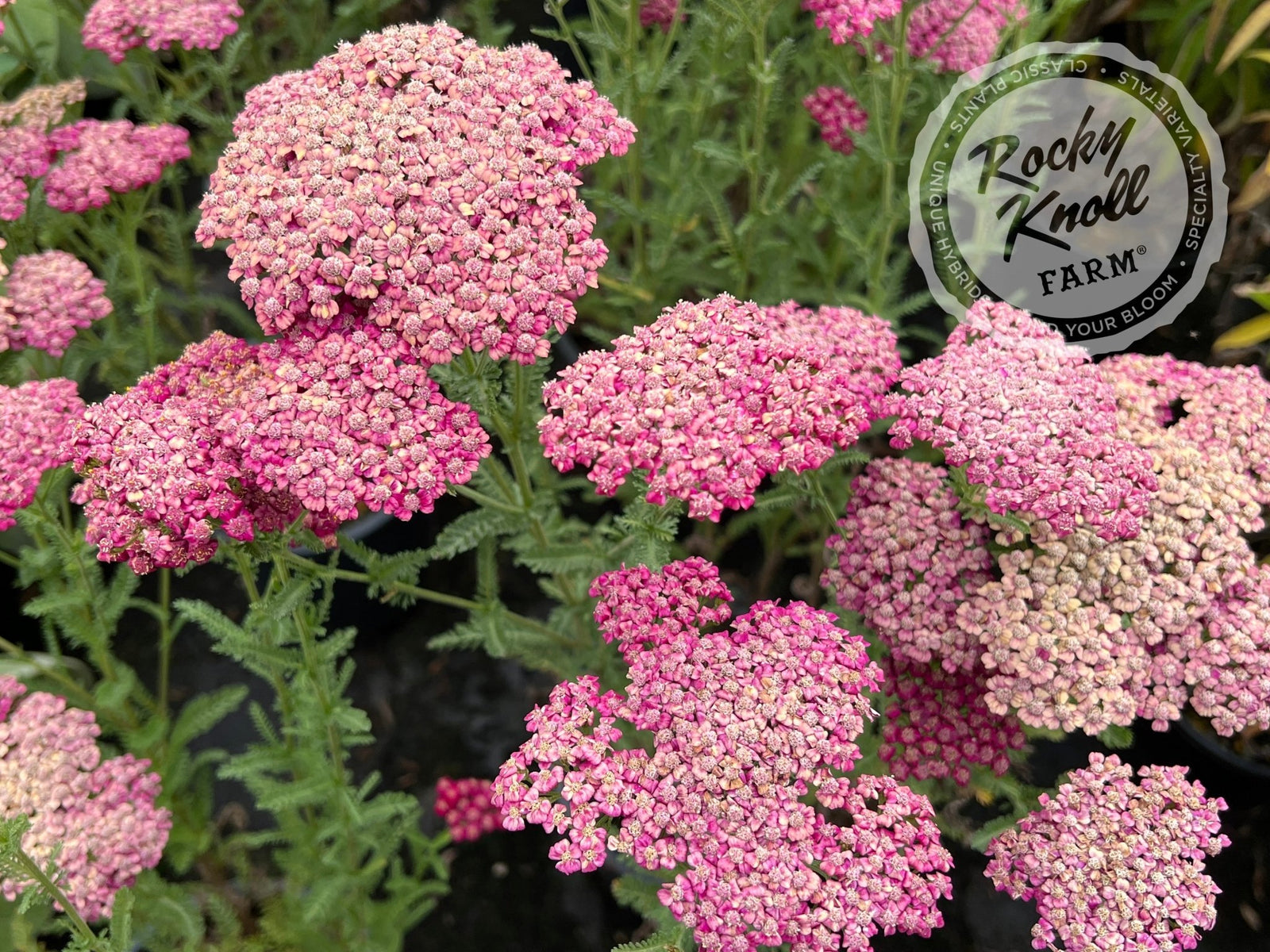 Achillea New Vintage Red - Rocky Knoll Farm