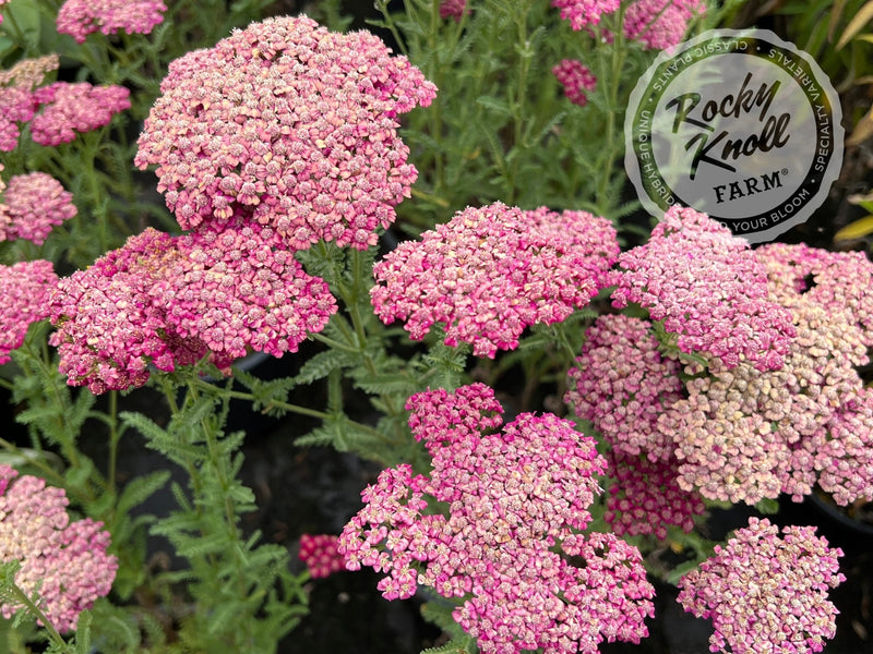 Achillea New Vintage Red plant from Rocky Knoll Farm