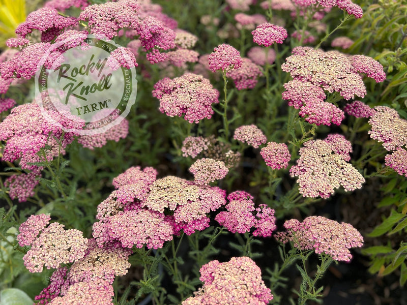 Achillea New Vintage Red plant from Rocky Knoll Farm