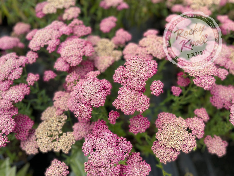 Achillea New Vintage Red plant from Rocky Knoll Farm
