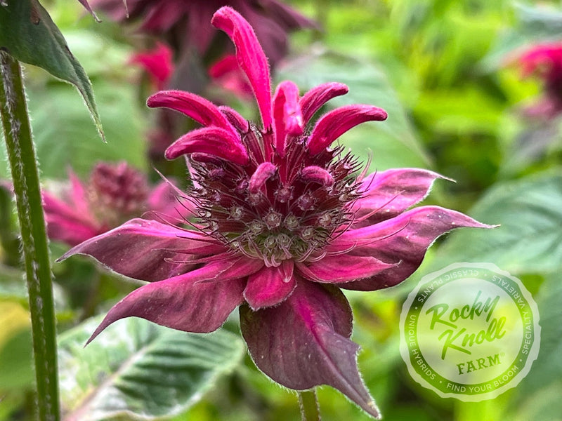 Monarda ‘Raspberry Wine’ (Bee Balm) plant from Rocky Knoll Farm