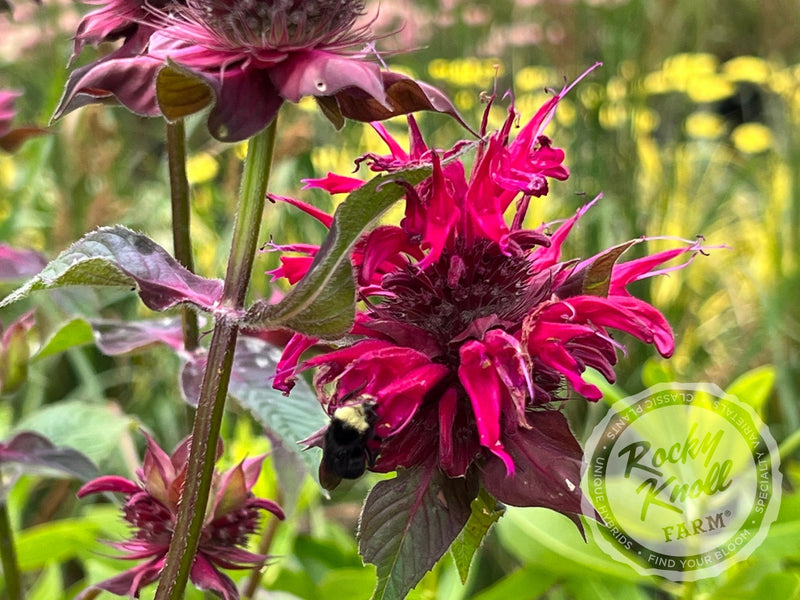 Monarda ‘Raspberry Wine’ (Bee Balm) plant from Rocky Knoll Farm
