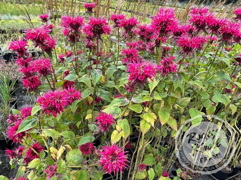 Monarda ‘Raspberry Wine’ (Bee Balm) plant from Rocky Knoll Farm
