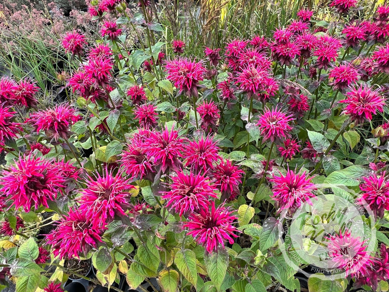 Monarda ‘Raspberry Wine’ (Bee Balm) plant from Rocky Knoll Farm