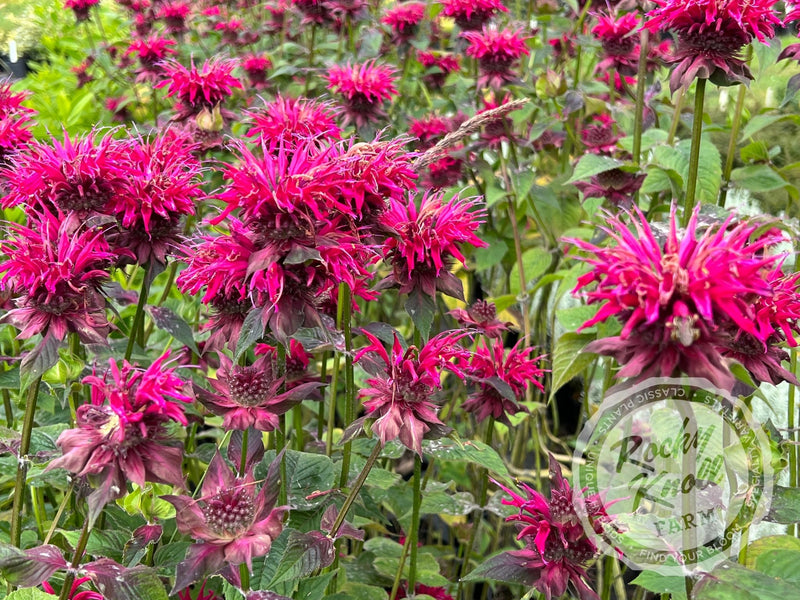 Monarda ‘Raspberry Wine’ (Bee Balm) plant from Rocky Knoll Farm