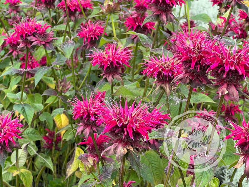 Monarda ‘Raspberry Wine’ (Bee Balm) plant from Rocky Knoll Farm