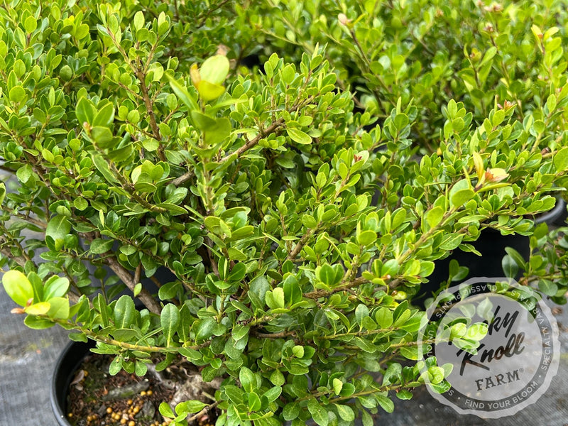 Ilex crenata 'Green Island' (Japanese Holly) plant from Rocky Knoll Farm