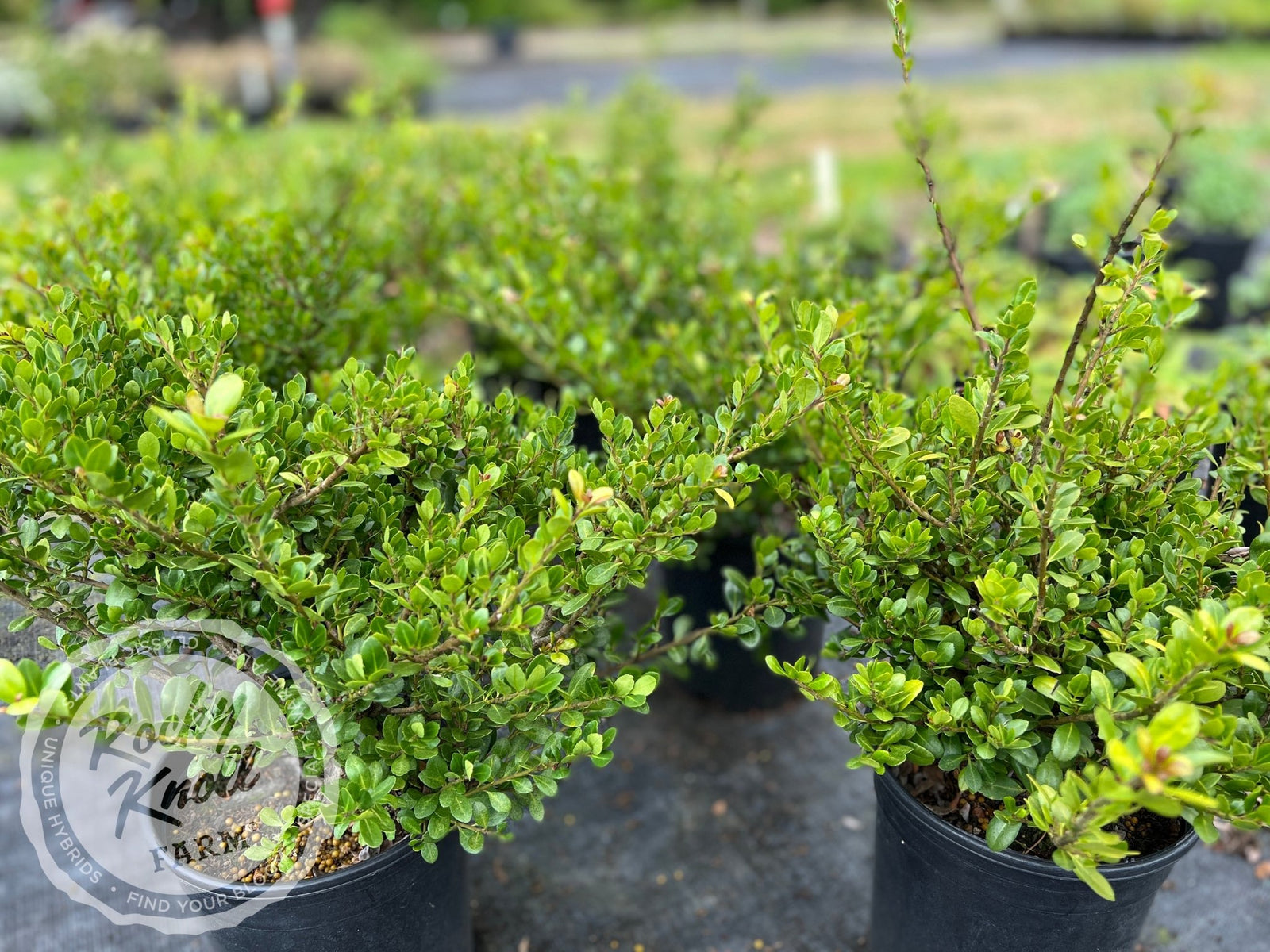 Ilex crenata 'Green Island' (Japanese Holly) - Rocky Knoll Farm