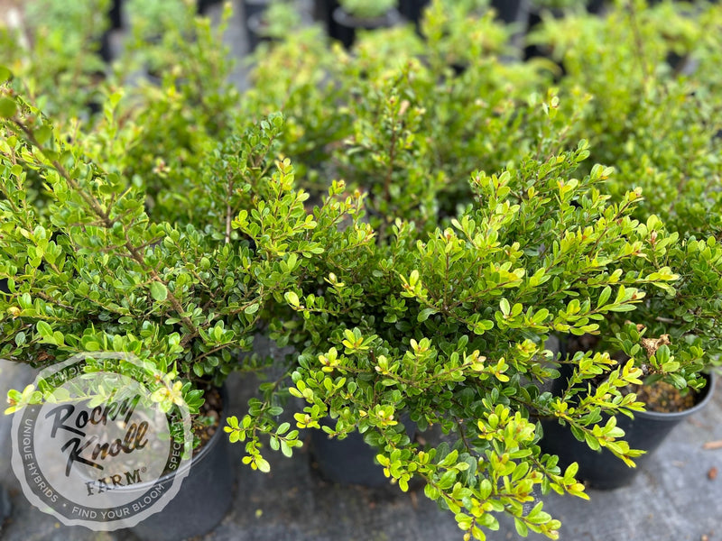 Ilex crenata 'Green Island' (Japanese Holly) plant from Rocky Knoll Farm