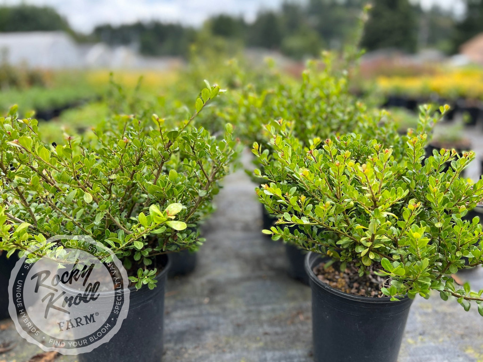 Ilex crenata 'Green Island' (Japanese Holly) - Rocky Knoll Farm
