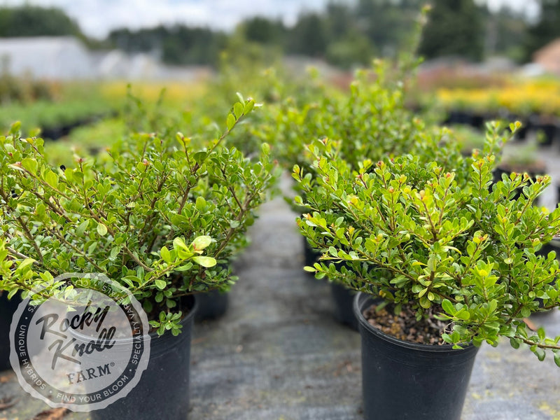 Ilex crenata 'Green Island' (Japanese Holly) plant from Rocky Knoll Farm