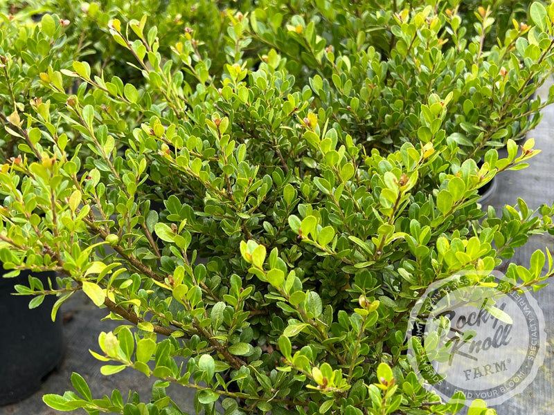 Ilex crenata 'Green Island' (Japanese Holly) plant from Rocky Knoll Farm