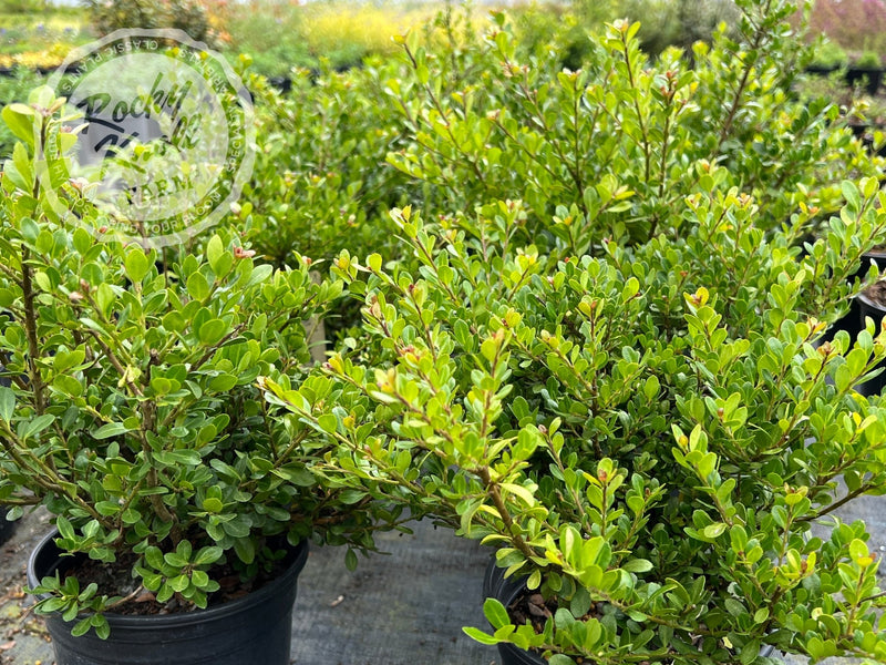Ilex crenata 'Green Island' (Japanese Holly) plant from Rocky Knoll Farm