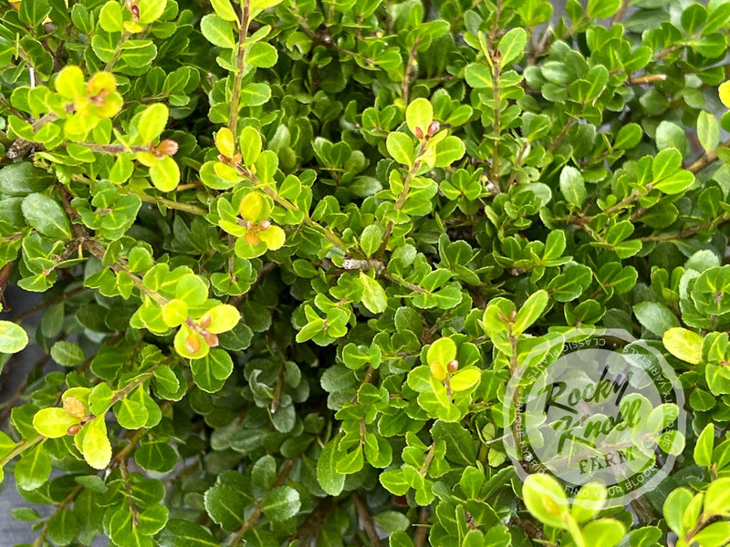Ilex crenata 'Green Island' (Japanese Holly) plant from Rocky Knoll Farm