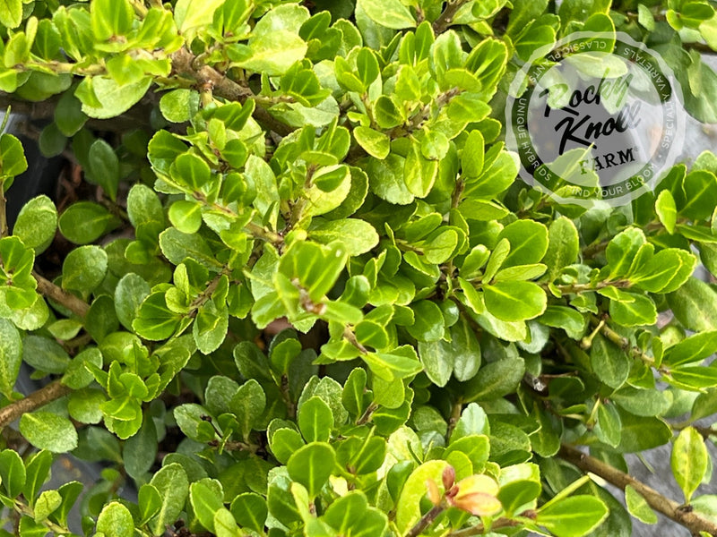 Ilex crenata 'Green Island' (Japanese Holly) plant from Rocky Knoll Farm