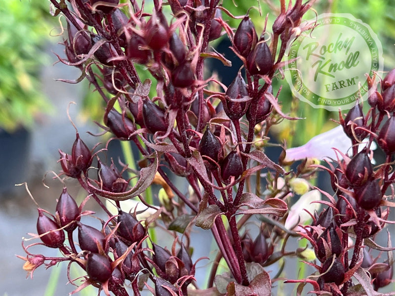 Penstemon Husker Red plant from Rocky Knoll Farm