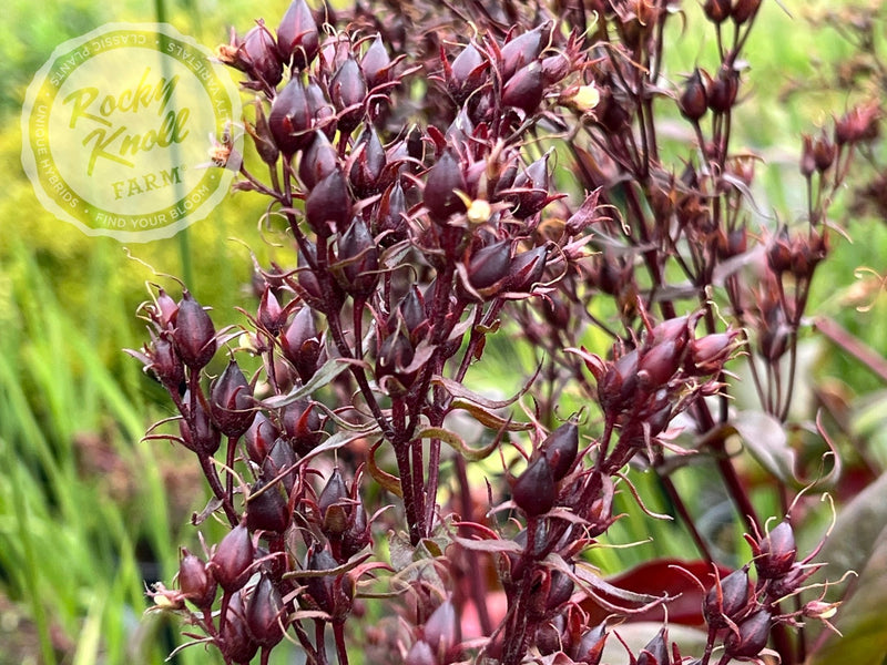 Penstemon Husker Red plant from Rocky Knoll Farm