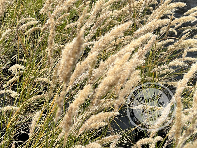 Silky-Spike Melic grass - Melica ciliata plant from Rocky Knoll Farm