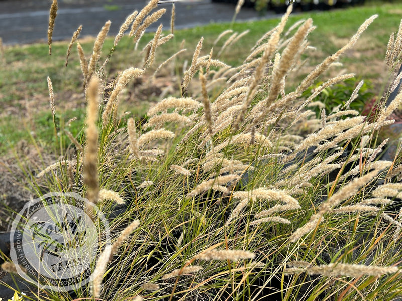 Silky-Spike Melic grass - Melica ciliata plant from Rocky Knoll Farm