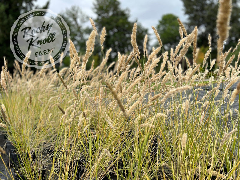 Silky-Spike Melic grass - Melica ciliata plant from Rocky Knoll Farm